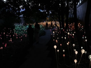 Discovery Green art installation: Field of Light by Bruce Munro