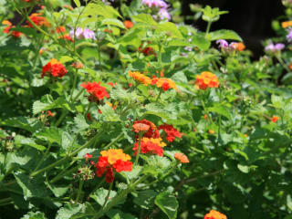Houston Arboretum Winter Native Plant Sale