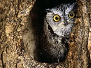 Build a Nest Box for the Eastern Screech Owl