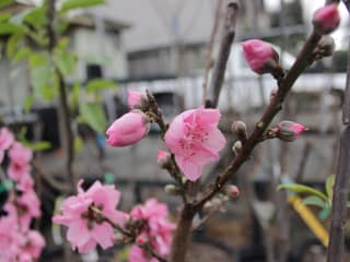 Gardening talk: "Growing Stone & Pom Fruit" by Dianne Norman
