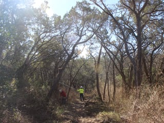 Govalle Park_Forklift Danceworks_Urban Foresty_The Trees of Govalle_2015