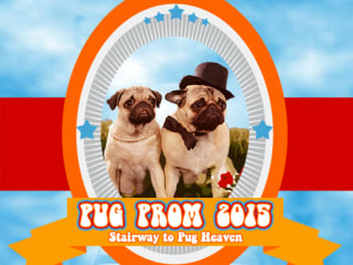 Pug Rescue Austin_Pug Prom_dog_2015