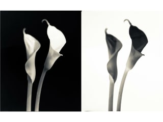 Kettle Art Gallery presents In Bloom