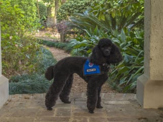 Tootsie, a therapy dog with Faithful Paws Pet Therapy Program