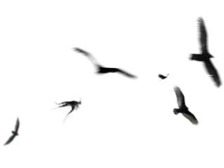 FORUM 6 presents Marius Zgirdea: "Migration" opening day