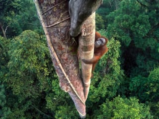 The Houston Museum of Natural Science presents 52nd "Wildlife Photographer of the Year"