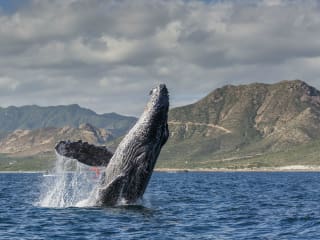 National Geographic presents Earth Live