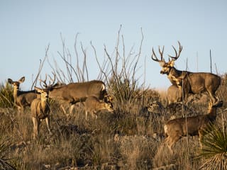 2017 Wild Texas Film Tour
