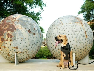 Landmarks presents Public Art Dog Walk