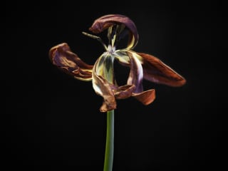 John Herrin: Flower #6b