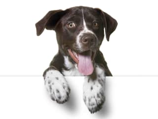 Bark and Drive SPCA Pet Adoption Day