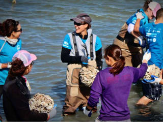 Oyster Reef Restoration in Texas