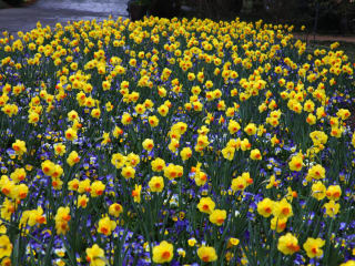 Texas Daffodils Show