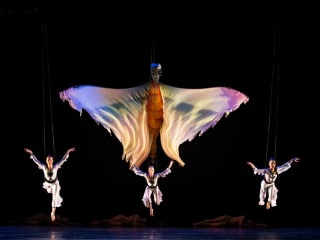 Momix: Opus Cactus
