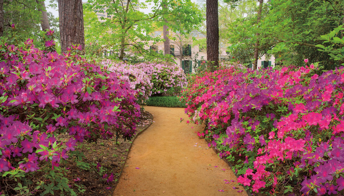 River Oaks Garden Club gets organic With Azalea Trail here, venera