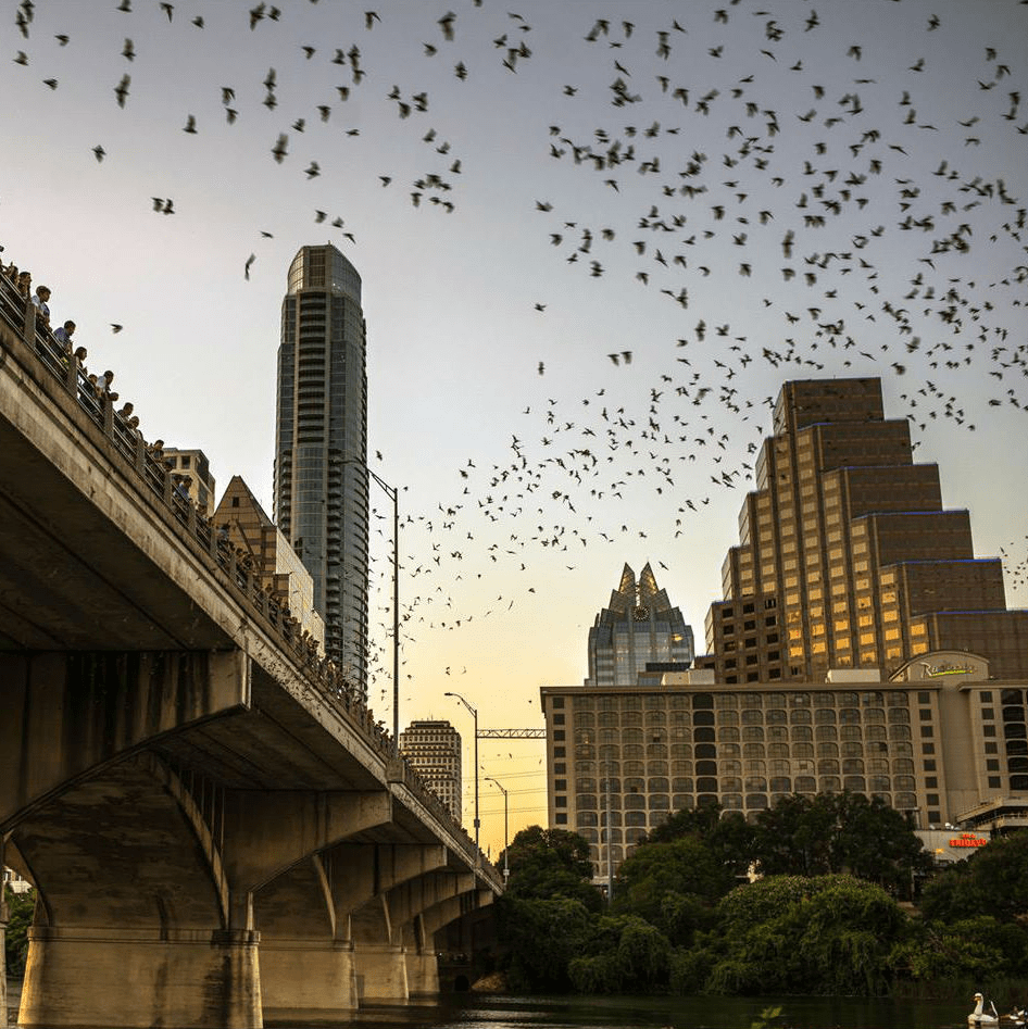 Austin downtown skyline bats Congress Bridge