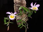 Dendrobium loddigesii — представитель орхидных с CAM-фотосинтезом