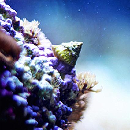 Astrea Snail
