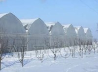 Тепличные комплексы в Израиле