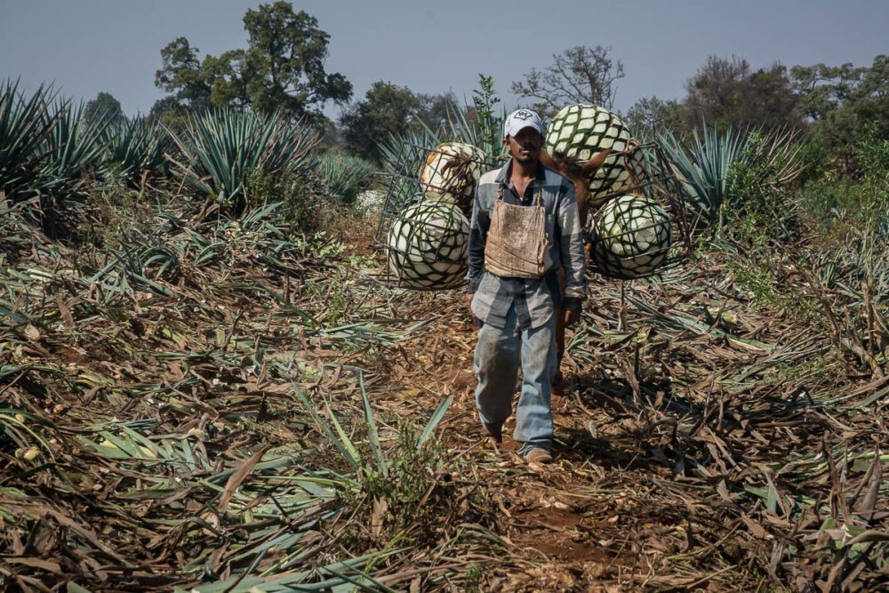 Jimadores work tequila fields in Arandas, Jalisco, Mexico