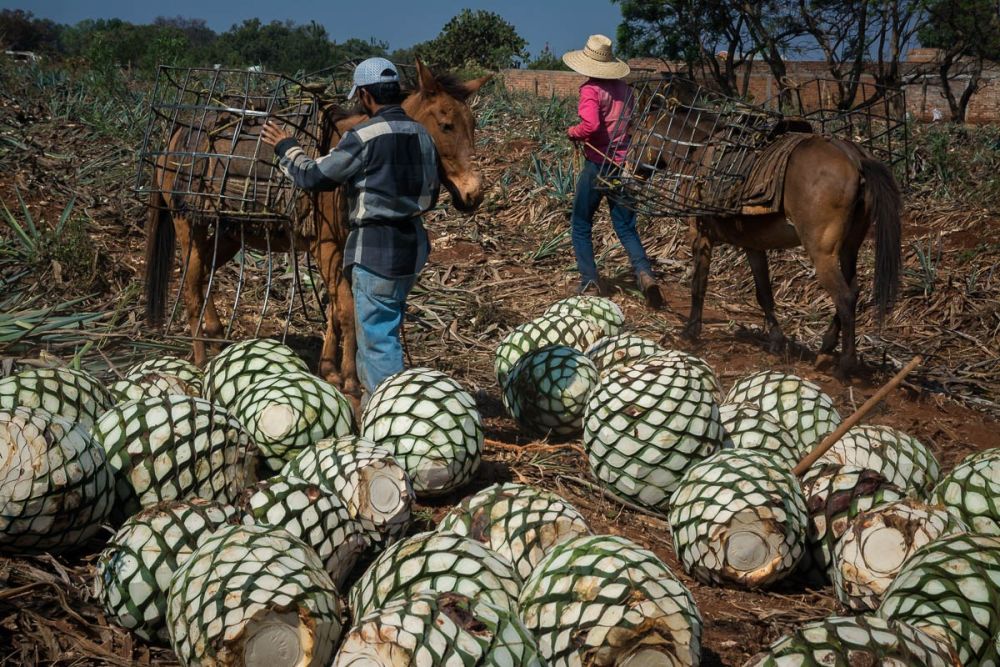 Jimadores unloading horses of their agave piñas in an agave field in Arrandas, Jalisco, Mexico.