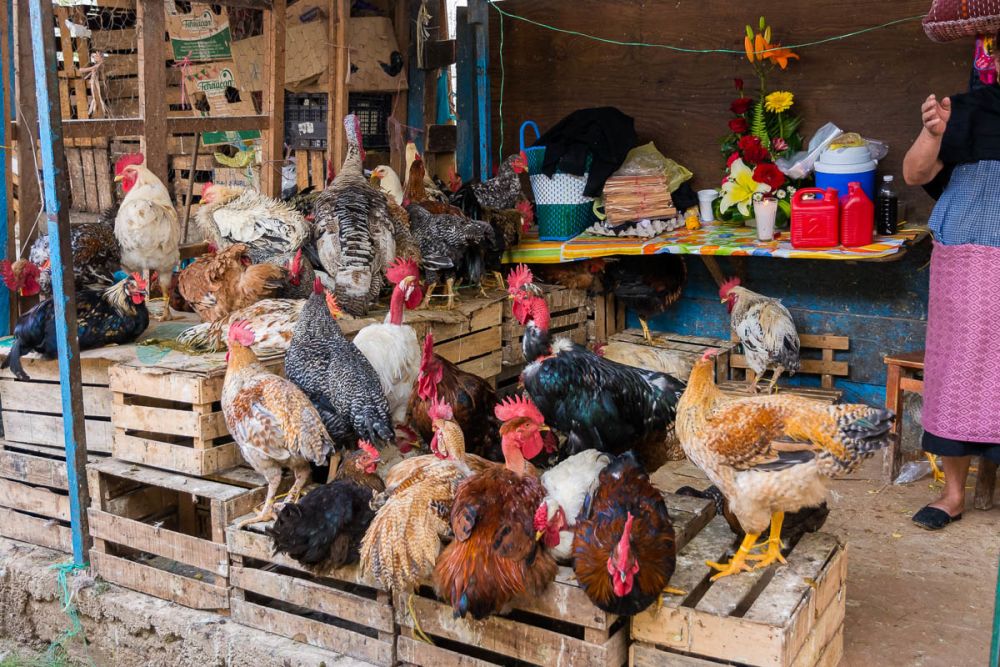 Chickens for sale in an outdoor market in San Cristóbal de las Casas, Chiapas, Mexico