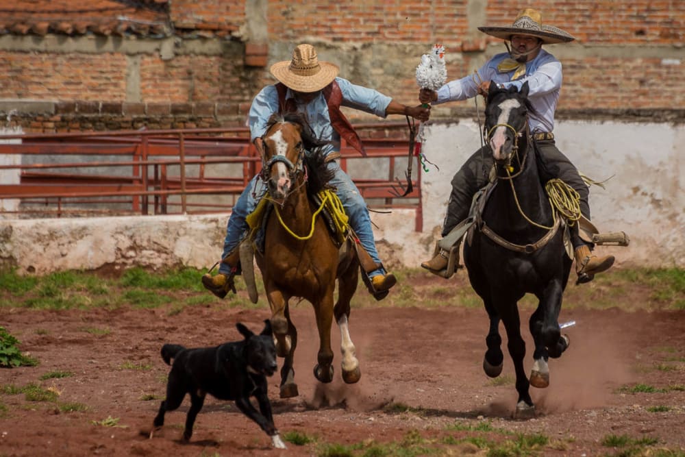 Cowboys playing a game of "chicken" during a competition in the town bullring.