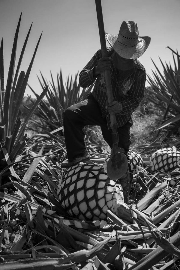 Jimador using a coa de jima to cut the leaves off of agave piñas in Arrandas, Jalisco, Mexico.