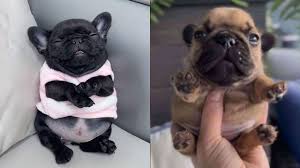 Бульдог Пиббл