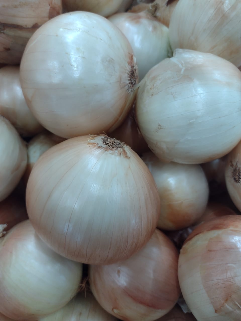 CEBOLA BRANCA kg