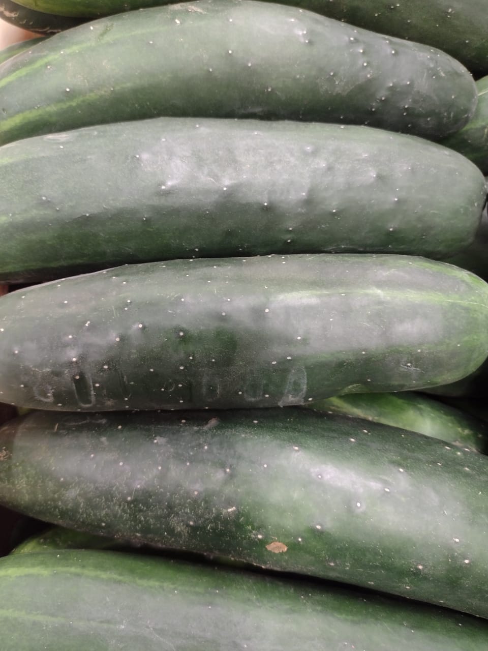PEPINO COMUM kg