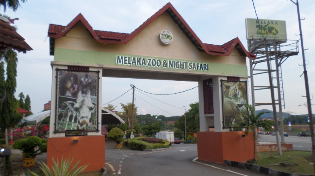 A Wild Encounter in the Heart of Melaka