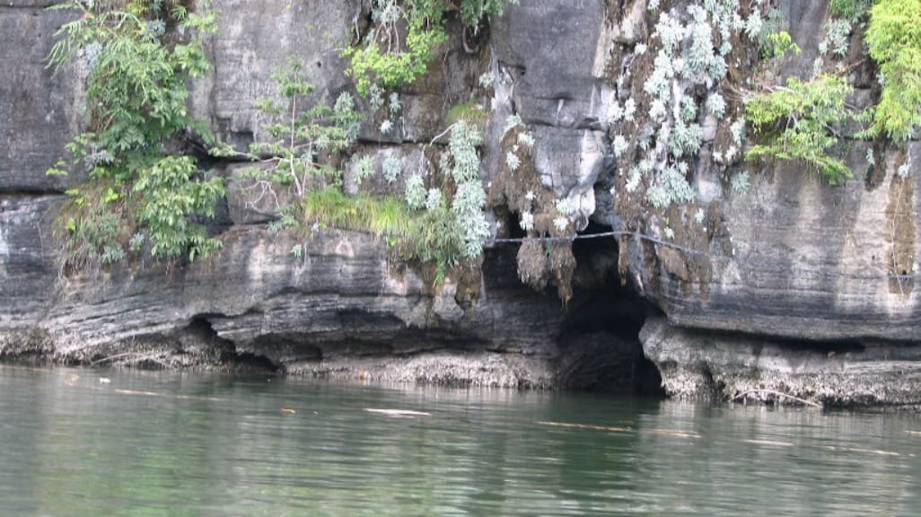 Langkawi Mangrove Tour: A Nature Lover's Dream