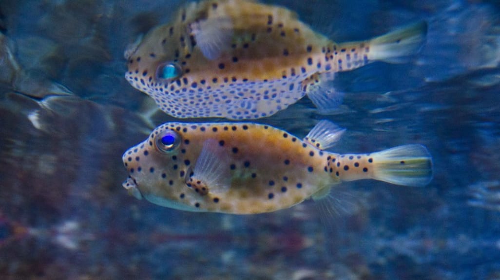 Underwater World Langkawi: An Aquatic Adventure