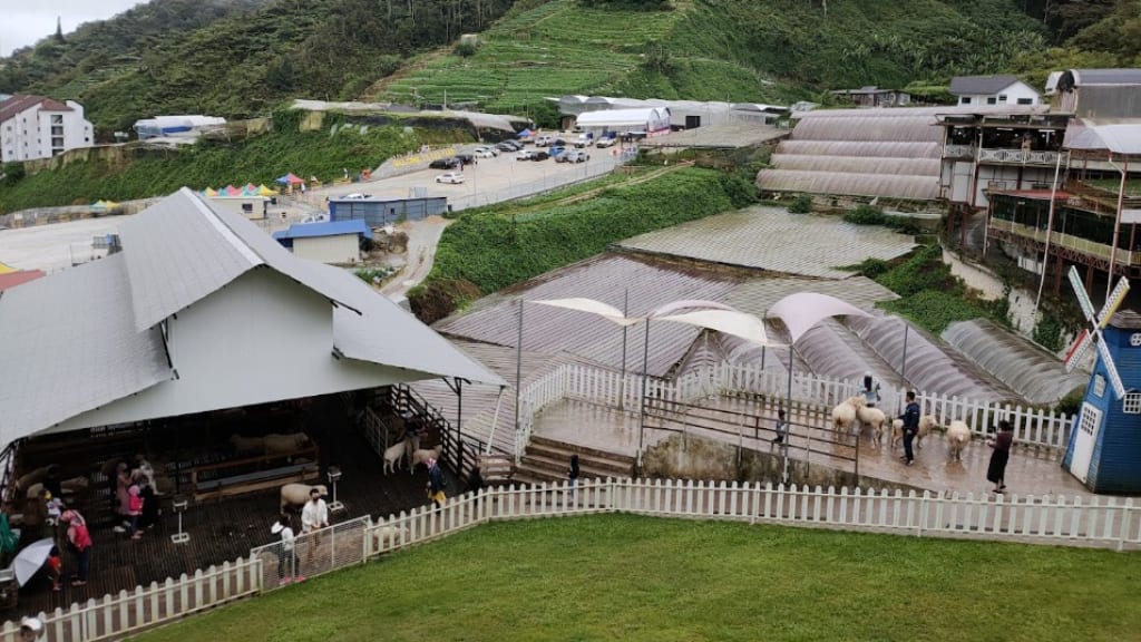THE SHEEP SANCTUARY: A Delightful Encounter with Furry Friends