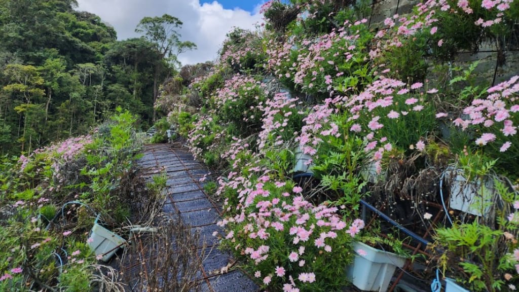 Cameron Highlands Flora Park: A Botanical Wonderland
