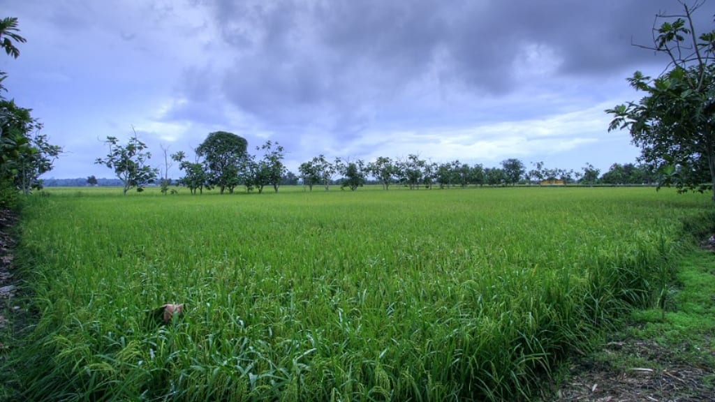 Sekinchan Padi Fields: A Panoramic View of Malaysia's Rice Bowl