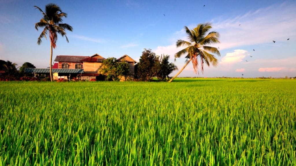 Sekinchan Padi Fields: A Panoramic View of Malaysia's Rice Bowl