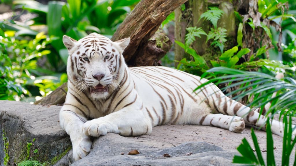 Singapore Zoo: A Window to the Wild