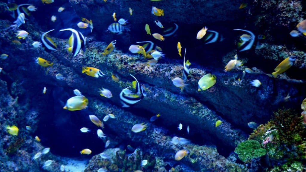 S.E.A. Aquarium: Dive into the Depths of the Ocean