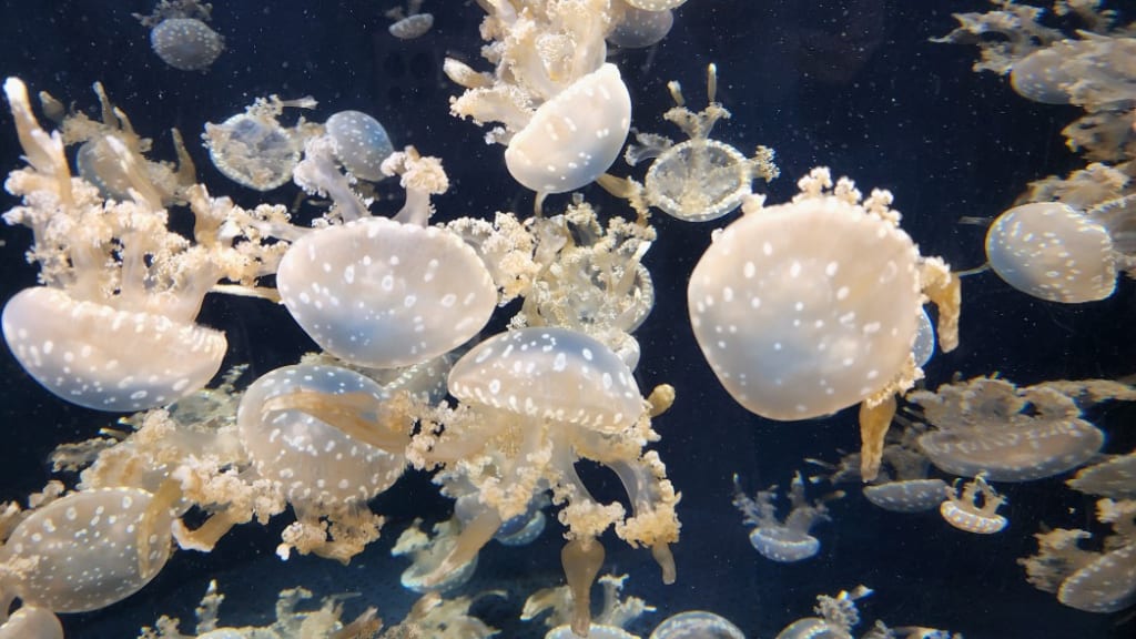 S.E.A. Aquarium: Dive into the Depths of the Ocean