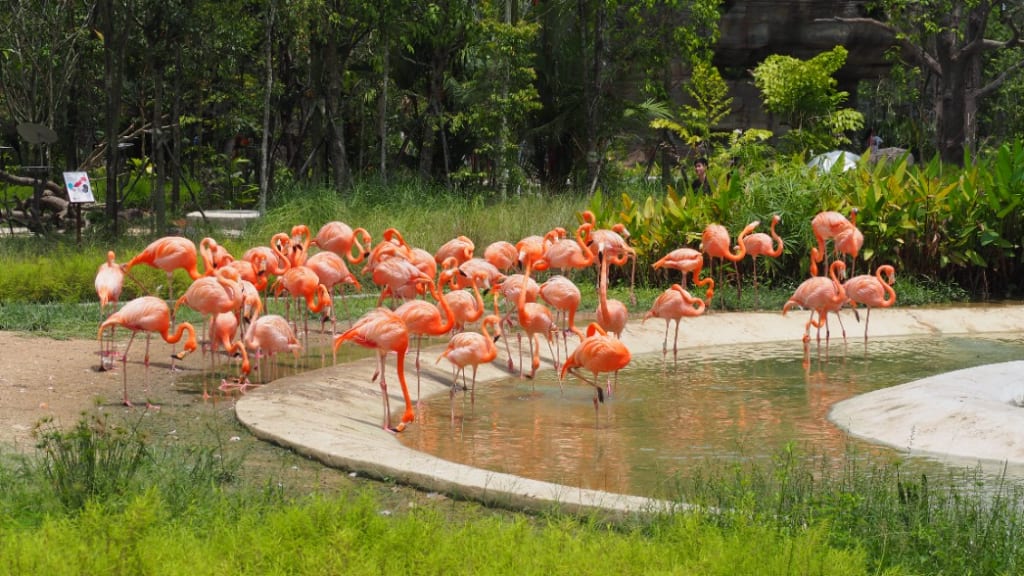 Bird Paradise: A Symphony of Avian Wonders