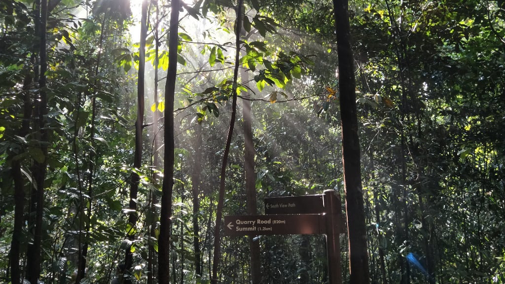 Bukit Timah Nature Reserve: A Tropical Rainforest Adventure