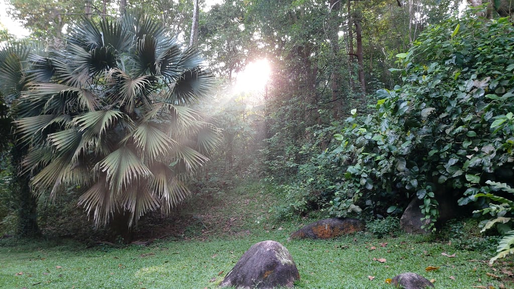 Bukit Batok Nature Park: A Tranquil Respite with War History