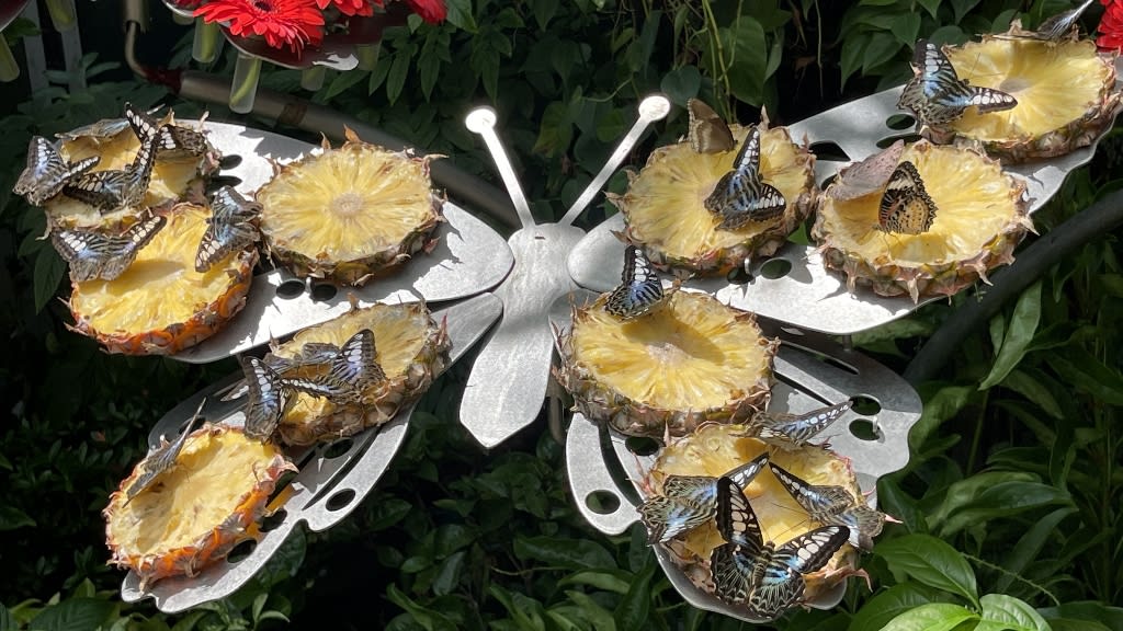 Butterfly Garden: A Tropical Haven