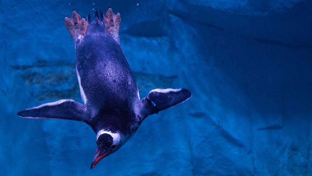 SEA LIFE Bangkok Ocean World: Dive into the Depths of Oceanic Wonders