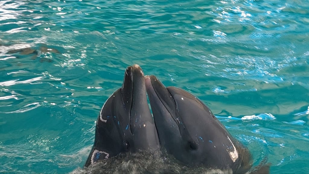 Dolphins Bay Phuket: An Enchanting Encounter with Marine Wonders