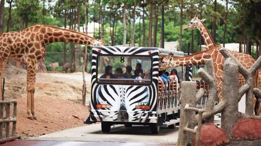 Chiang Mai Night Safari: A Thrilling Encounter with the Wild