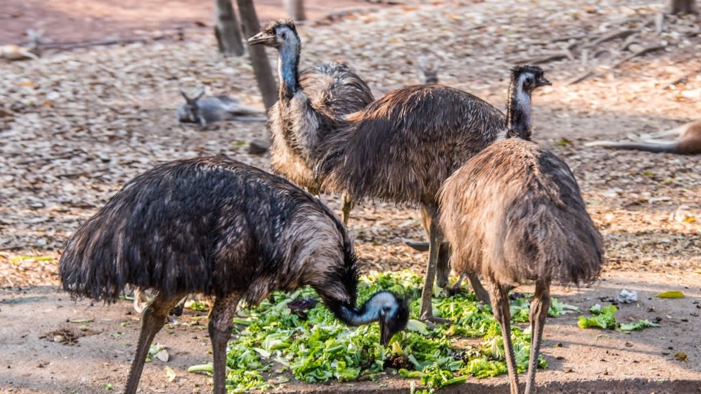 Chiang Mai Night Safari: A Thrilling Encounter with the Wild