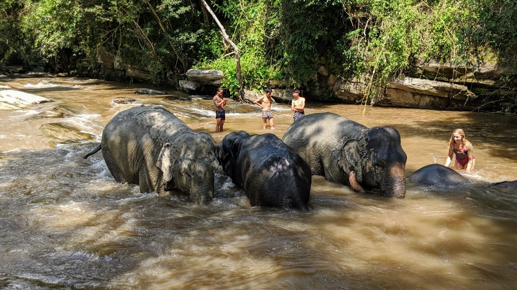 Elephant Jungle Sanctuary: An Ethical Encounter with Thailand’s Gentle Giants